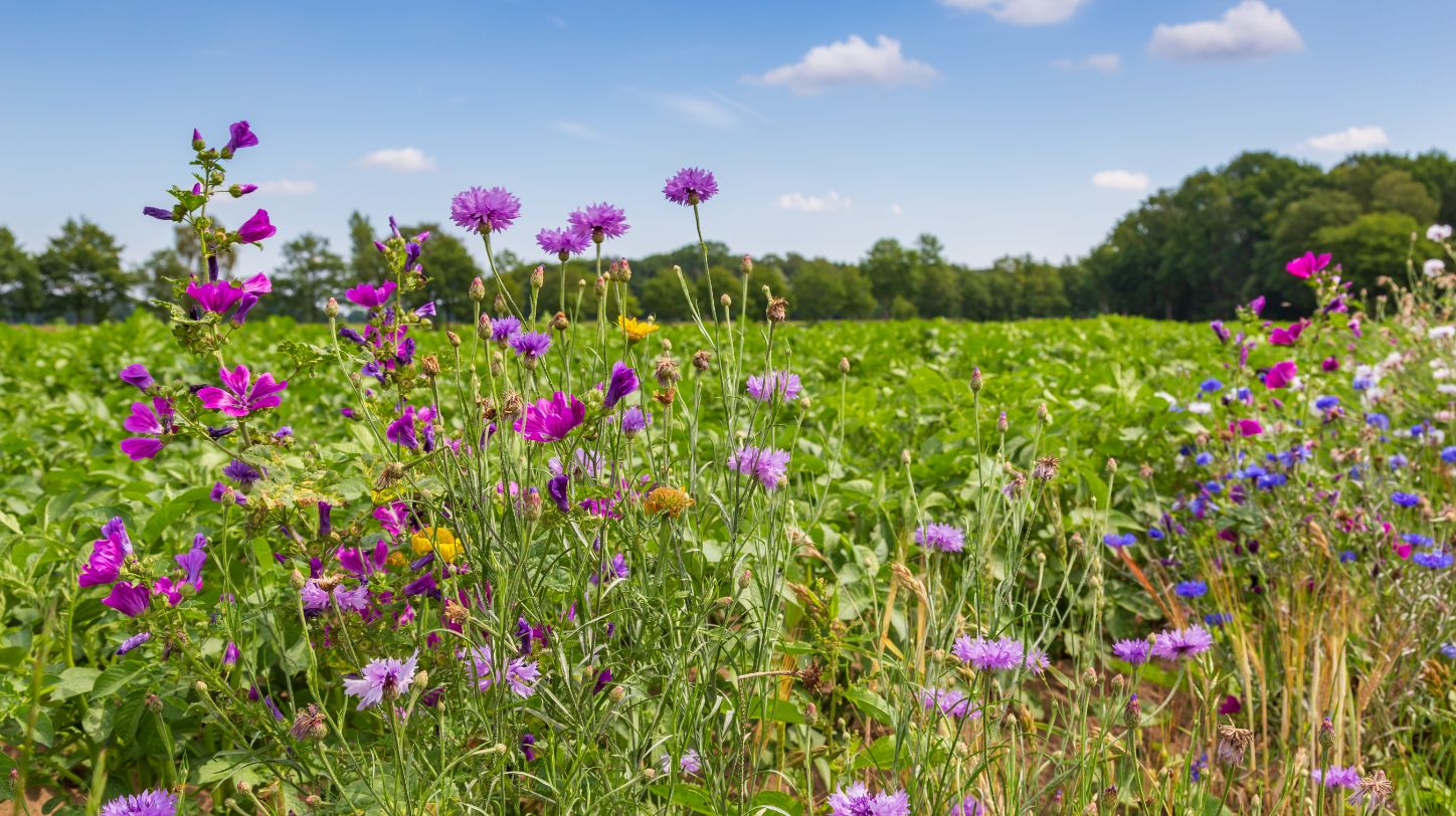 Outdated approaches to biodiversity net gain could be costing developers £300,000 per day, research finds