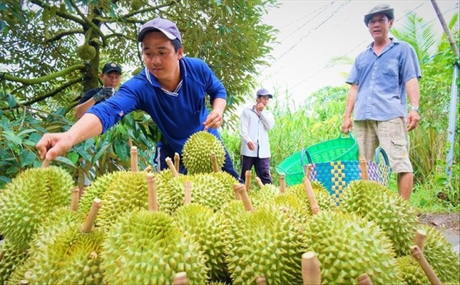 Xuất khẩu sầu riêng: Bao giờ có bộ tiêu chuẩn quốc gia?- Ảnh 1.