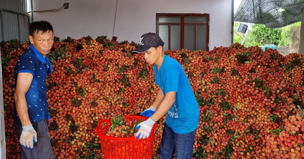 Lo thất thu hàng nghìn tỷ đồng mùa vải thiều năm nay