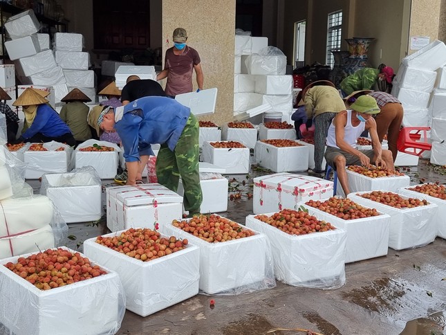 Lo thất thu hàng nghìn tỷ đồng mùa vải thiều năm nay- Ảnh 2.