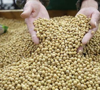 Trung Quốc tăng mạnh mua đậu tương từ Mỹ