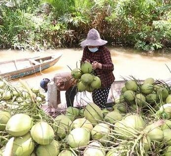 Lần đầu tiên Dừa được 'tôn' là cây kinh tế chủ lực chạm mốc 1 tỷ USD xuất khẩu, 'đại gia' 40 triệu lít nước dừa được 'bơm' thêm vốn xanh