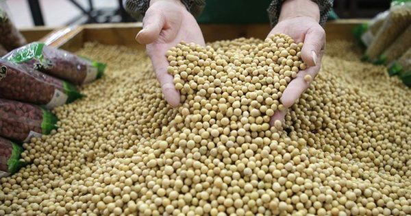 Trung Quốc tăng mạnh mua đậu tương từ Mỹ