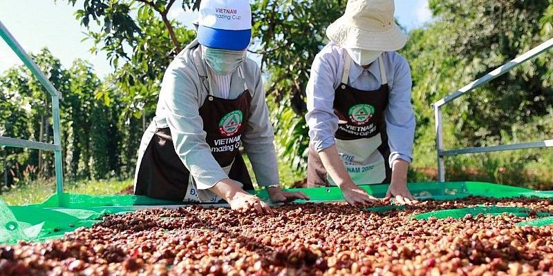 Giá Robusta duy trì đà tăng, xuất khẩu cà phê được lợi