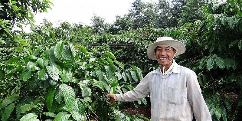 Áp lực từ nguồn cung, giá xuất khẩu cà phê Arabica tăng mạnh trở lại