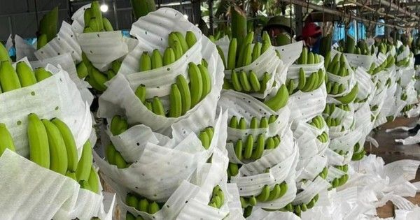 Nông sản tỷ USD Việt Nam đang xuất khẩu Trung Quốc