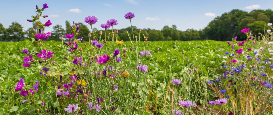 Outdated approaches to biodiversity net gain could be costing developers £300,000 per day, research finds