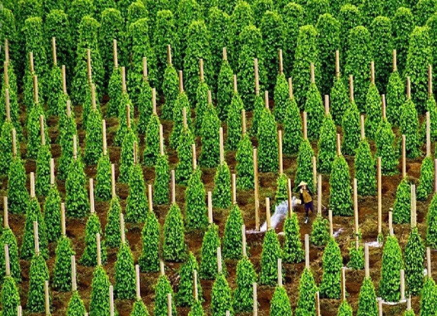 Là thủ phủ sản xuất toàn cầu, Việt Nam thu về hơn 1 tỷ USD từ loại sản vật này: Mỹ, Trung, Ấn và 120 quốc gia liên tục chốt đơn- Ảnh 1.
