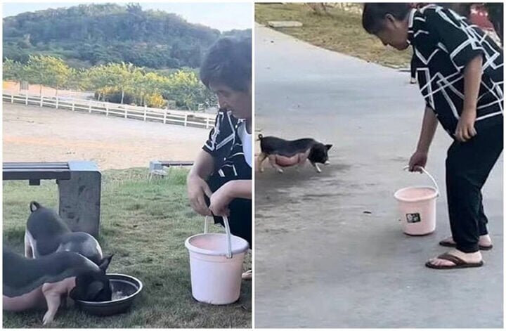 Nghệ sĩ đóng phim với Châu Tinh Trì - Củng Lợi bỏ phố về quê nuôi lợn, trồng rau- Ảnh 3.